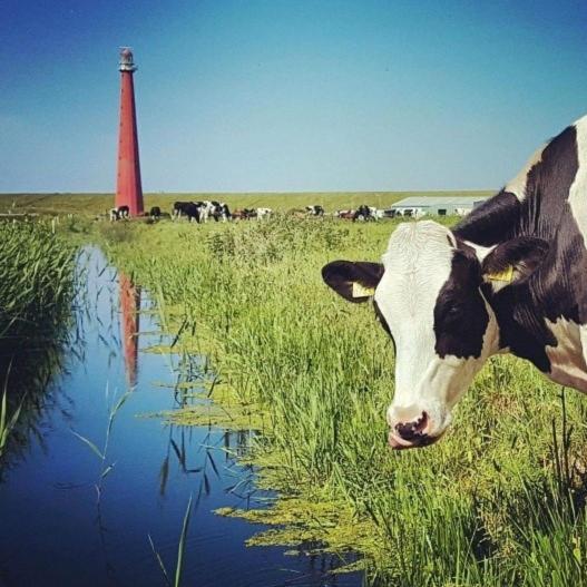 Overnachten Onder De Lange Jaap Den Helder Luaran gambar